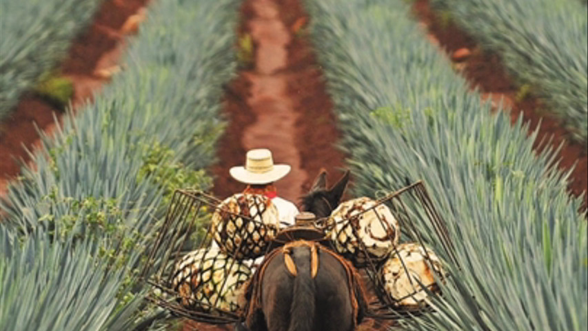 ¡Su boda en Tequila!