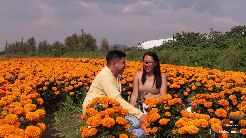 Dron En Campos De Flor De Cempasúchil