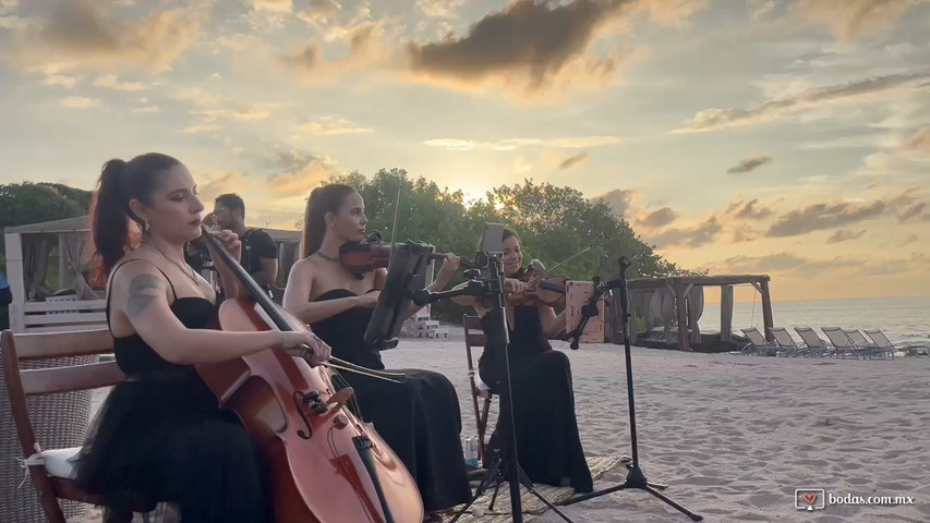 Madera Strings