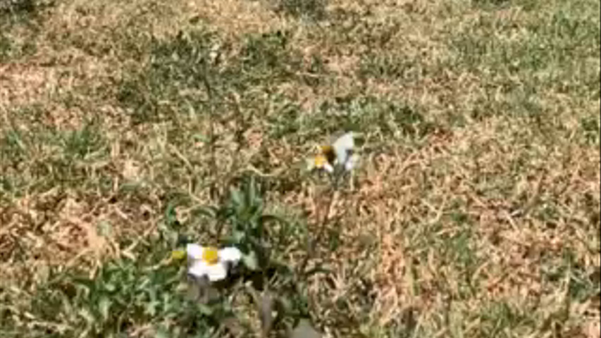 Ambiente lleno de mariposas