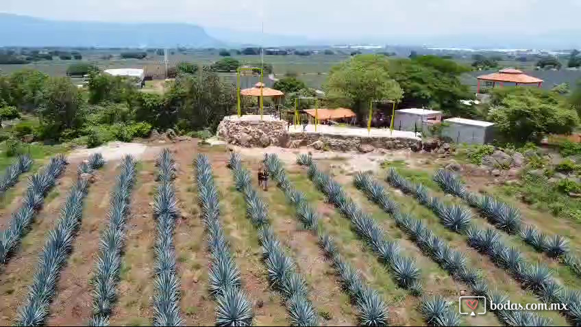 Hacienda El Pedregal Agavero